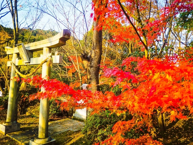 PSX_20201204_153046.jpg